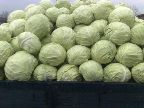 Storing cabbage in the cellar for the winter 