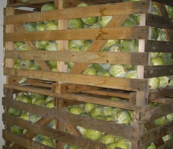 Storing cabbage in the cellar for the winter 