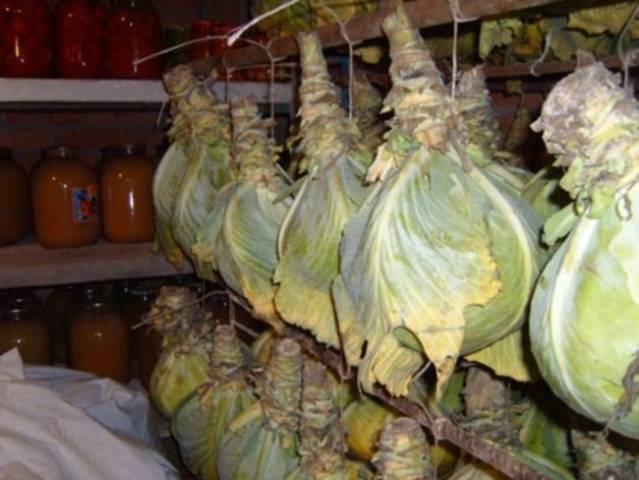 Storing cabbage in the cellar for the winter 