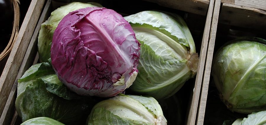 Storing cabbage in the cellar for the winter 