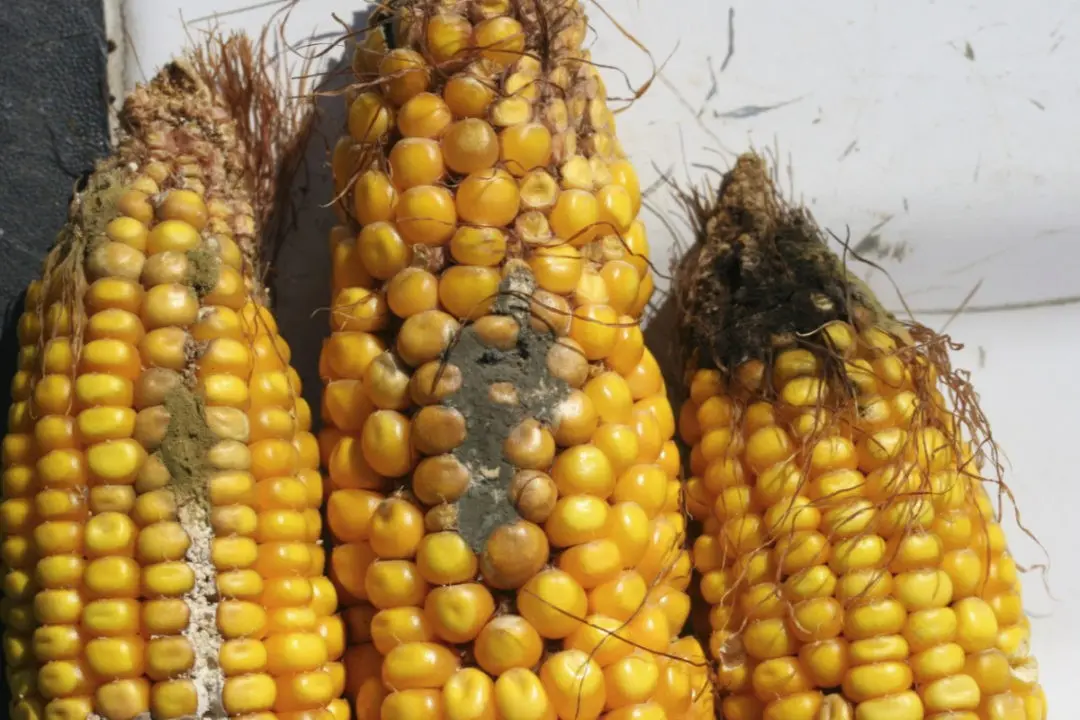 Storing corn on the cob and grain