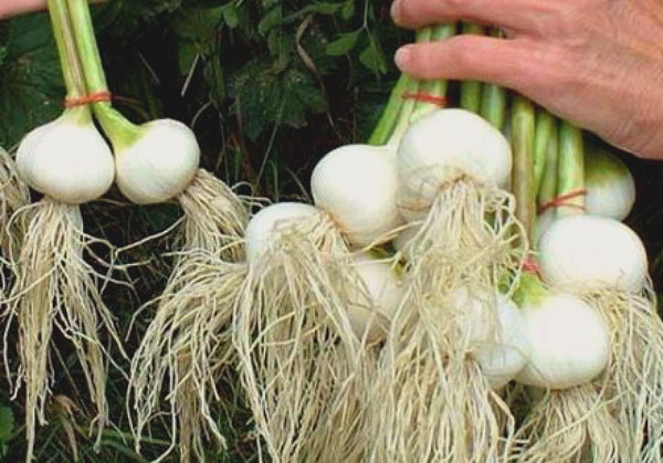 Storing garlic in glass jars is an effective way