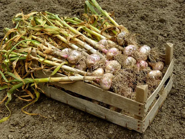 Storing garlic in glass jars is an effective way