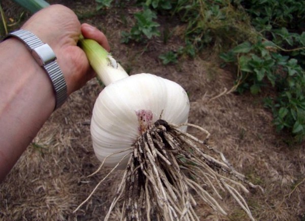 Storing garlic in winter at home: tips