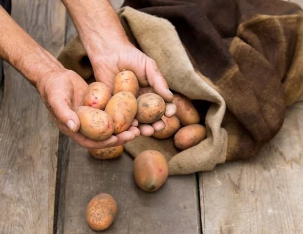 Storing potatoes on the balcony in winter 