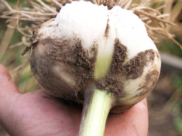 Storing winter garlic 