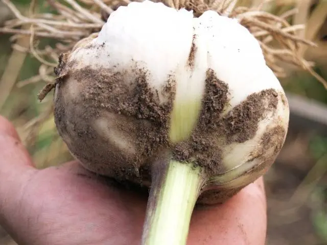 Storing winter garlic 