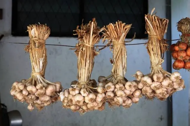 Storing winter garlic 