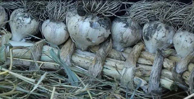 Storing winter garlic 