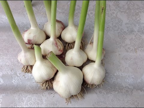 Storing winter garlic 