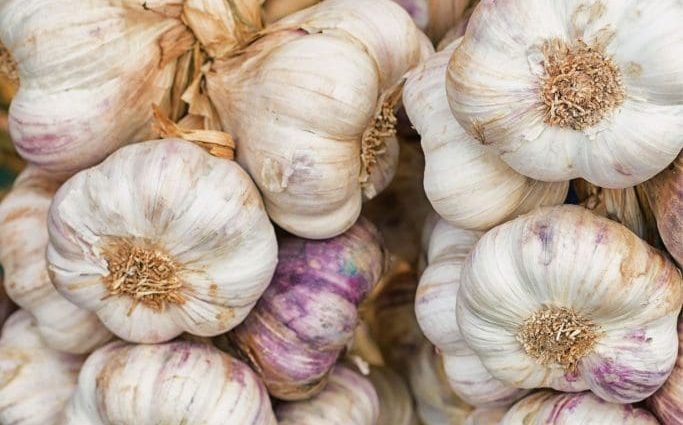 Storing winter garlic 