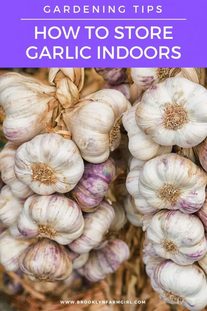 Storing winter garlic 