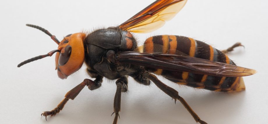 Strange &#8220;mutant hornets&#8221; in Poland. Are they dangerous?