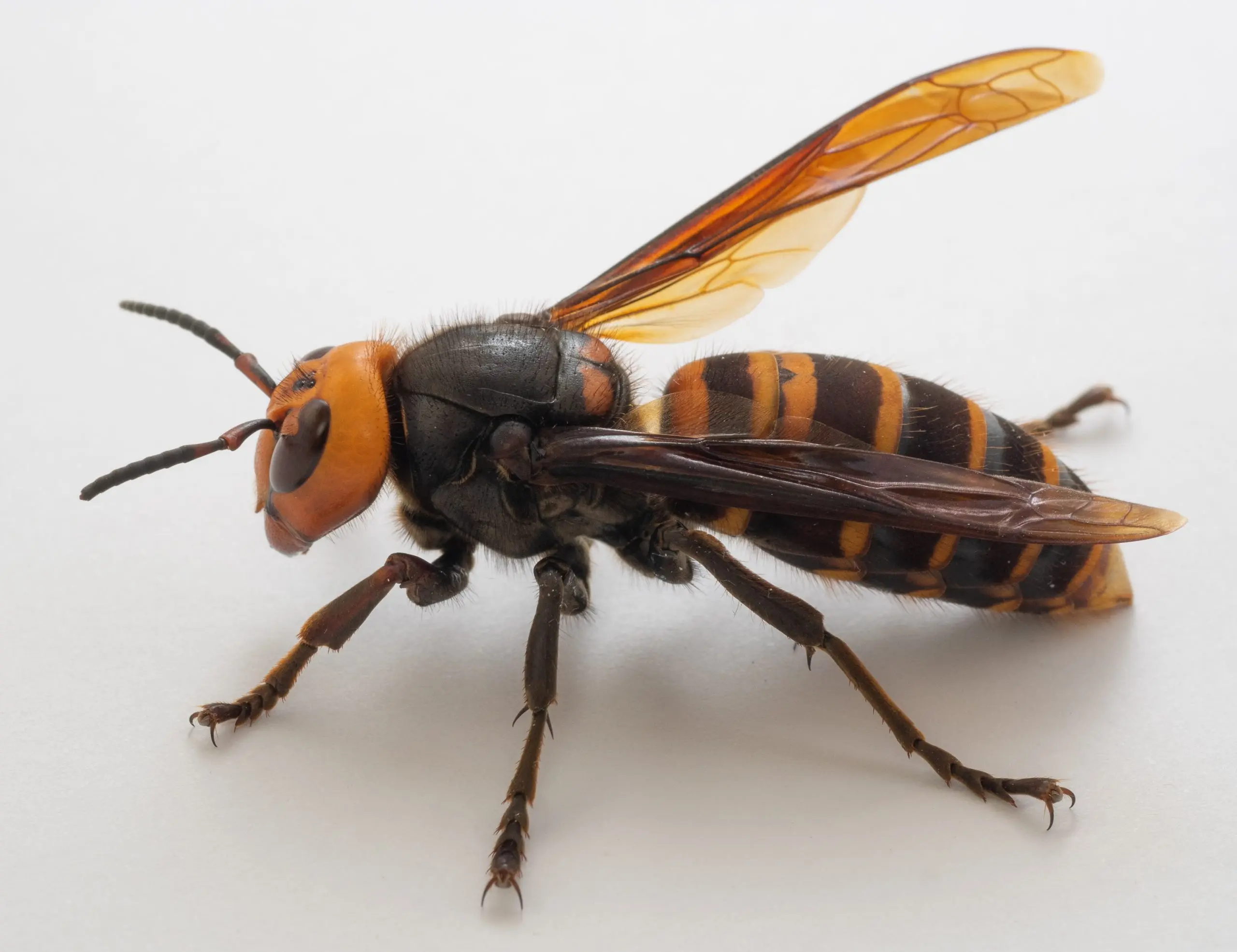 Strange &#8220;mutant hornets&#8221; in Poland. Are they dangerous?