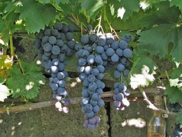 Straseni grape variety