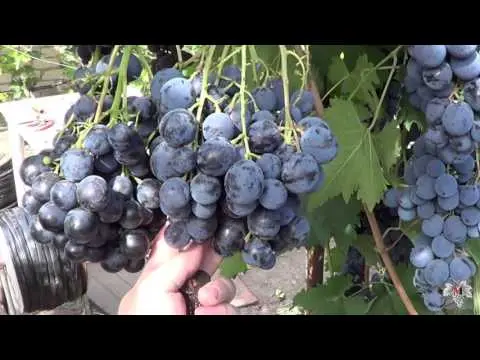 Straseni grape variety