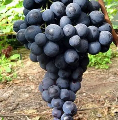 Straseni grape variety