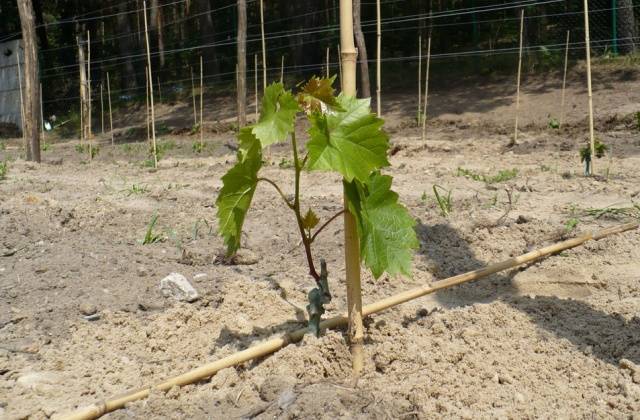 Straseni grape variety