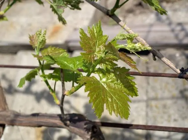 Straseni grape variety