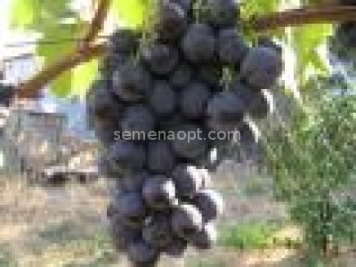 Straseni grape variety