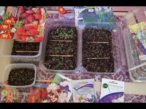 Stratification of lavender seeds at home