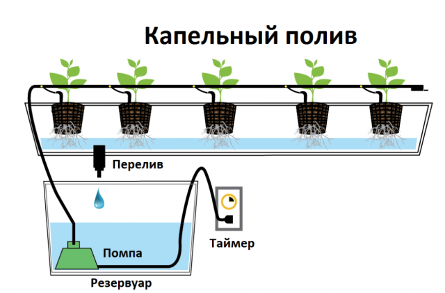 Strawberries at home