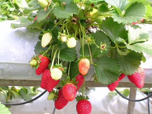 Strawberries at home