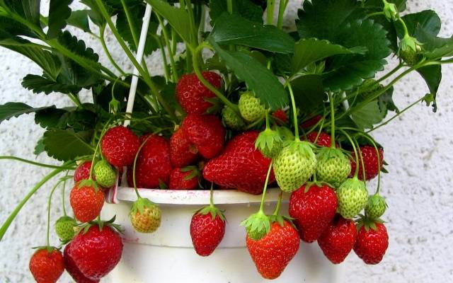 Strawberries at home