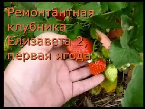 Strawberries for Siberia: variety description with photos