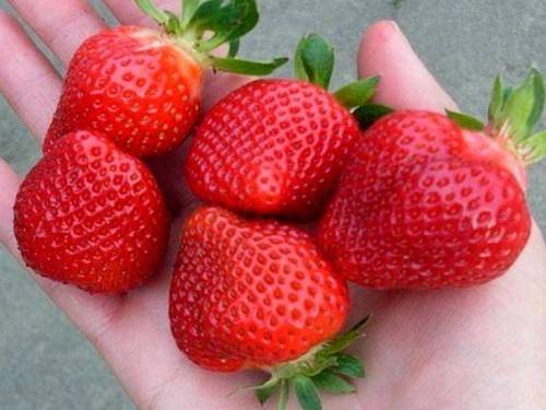 Strawberries for Siberia: variety description with photos