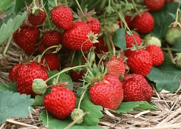 Strawberries for Siberia: variety description with photos