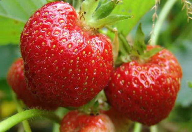 Strawberries for Siberia: variety description with photos