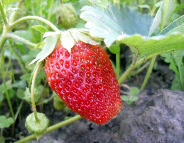 Strawberries for Siberia: variety description with photos