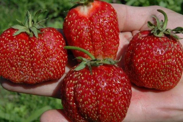 Strawberries for Siberia: variety description with photos