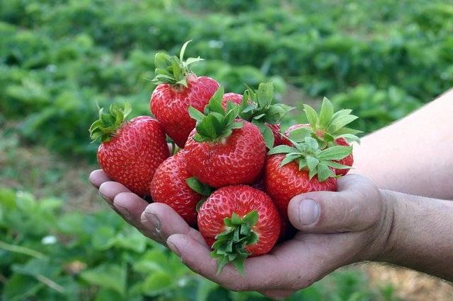 Strawberries for Siberia: variety description with photos