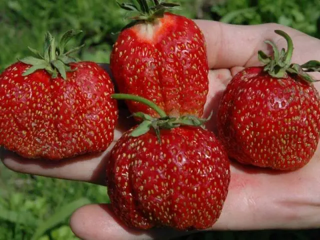 Strawberries for Siberia: variety description with photos