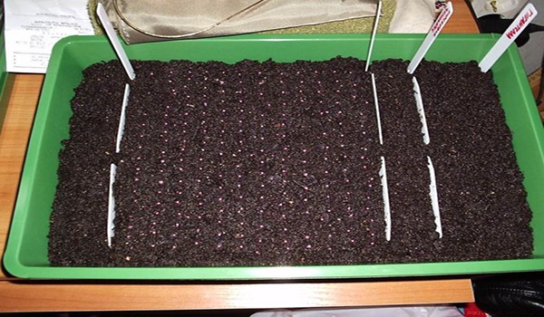 Strawberries from seeds: growing seedlings with video