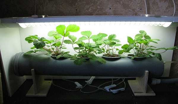 Strawberries from seeds: growing seedlings with video