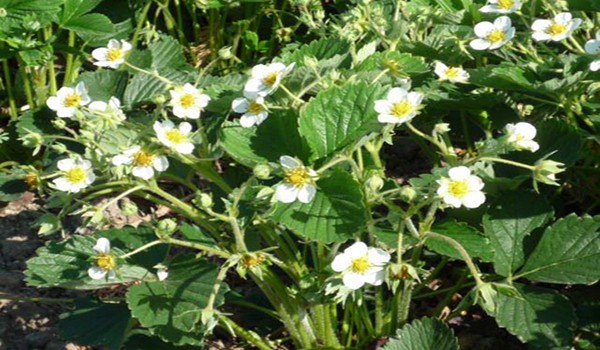 Strawberries from seeds: growing seedlings with video