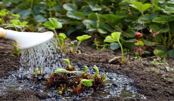 Strawberries from seeds: growing seedlings with video