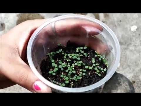 Strawberries from seeds: growing seedlings with video