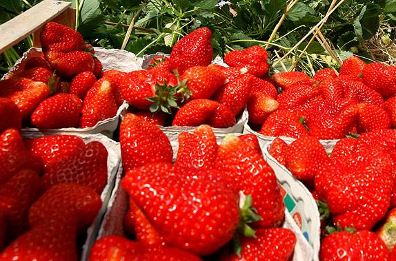 Strawberries in a greenhouse