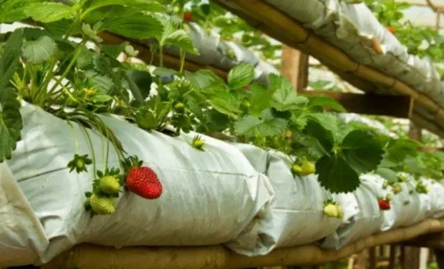 Strawberries in a greenhouse