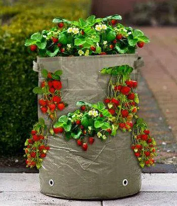 Strawberries in a greenhouse