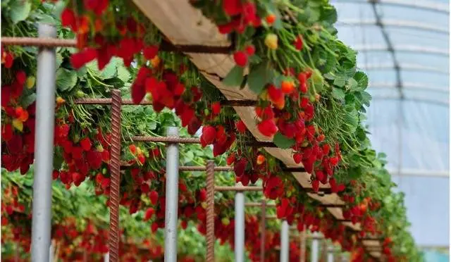 Strawberries in a greenhouse