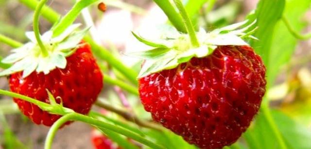 Strawberries in a greenhouse