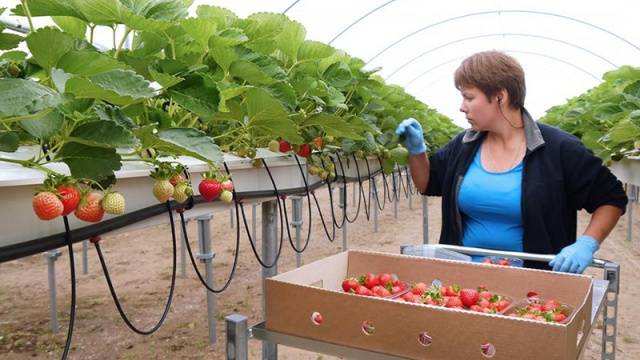 Strawberries in a greenhouse