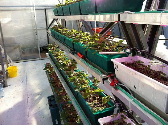 Strawberries in a greenhouse