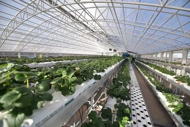 Strawberries in a greenhouse