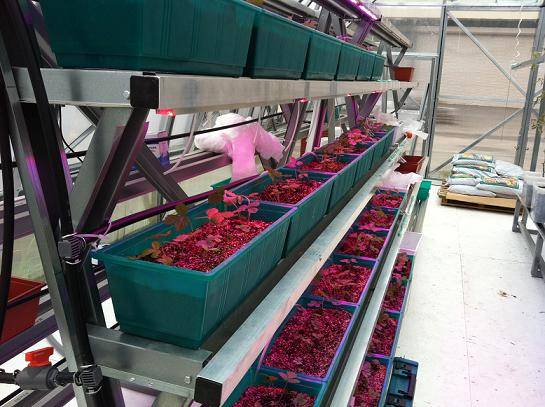 Strawberries in a greenhouse